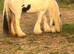 5 year old mare