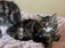 Maine coon x kittens