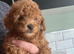 Toy poodle female (READY NOW)