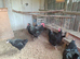 Jersey Giant hens.......hatching eggs