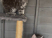 TICA registered Maine Coon kittens