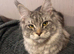 Sad rehoming for my grey tabby main coon