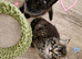 Beautiful Ragdoll Mix Kittens.Ready 9th September