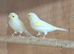 Mosaic canaries