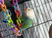 Lovebirds