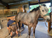 16hh 5yo mare