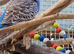 1 male 1 female budgie available