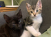 2 male kittens