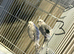 Budgies 3 breeding pairs for sale