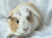4 MALE guinea pigs No more timewasters!