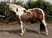 15h Irish sport horse X cob gelding 7 years old.