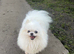 Cute Girl looking for forever home