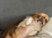 Parti tan point white black chihuahua girl