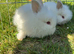 Lionhead Rabbits