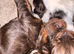 Traditional Working Cocker Spaniels