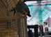 African grey female -Flo