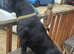 PROVEN.  KENZDUO PENNE  CALL NAME ZEUS KC REGISTERED STUD
