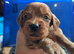Stunning puppies for sale