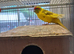 Breeding Pair of Kakarikies