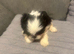 Beautiful shihtzus for sale