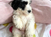 Amazing cockapoo
