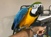 Baby HandReared Super Tame Cuddly Blue & Gold Macaw Parrot