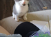 Kitten