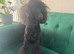 Gorgeous Mini Poodle