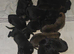 Belgian Malinois Puppies