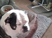 Old tyme bulldog