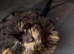 Rehome Brownie