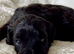 Stunning Fully DNA Health Tested Maltipoo Puppies