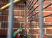 Crimson conures