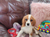 Cavalier King Charles (Males only)