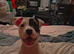 Staff x american bulldog boy pup