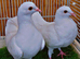 Racers ready to breed pair Very nicE