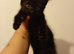 Kitten
