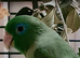 Spectacled parrotlet male