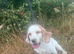 Lady - Cocker Spaniel Bitch