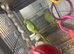 Breeding pair of ringneck split green/yellow