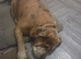 Loving forever home needed for 4 yr old female neopolitan/cane corsa mastiff