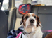 Male jack Russel