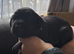 Mastador puppies