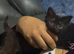 3 kittens