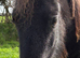 Yearling Standard Shetland Gelding