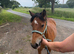 Muffin Welsh partbred 3 years old mare