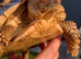 LEOCATA TORTOISE 3-4 YEARS OLD