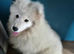 Beautiful samoyed
