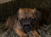 Gorgeous border terrier puppies