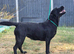 KC Registered- 2 Year Old Female Lab